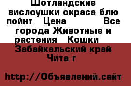 Шотландские вислоушки окраса блю пойнт › Цена ­ 4 000 - Все города Животные и растения » Кошки   . Забайкальский край,Чита г.